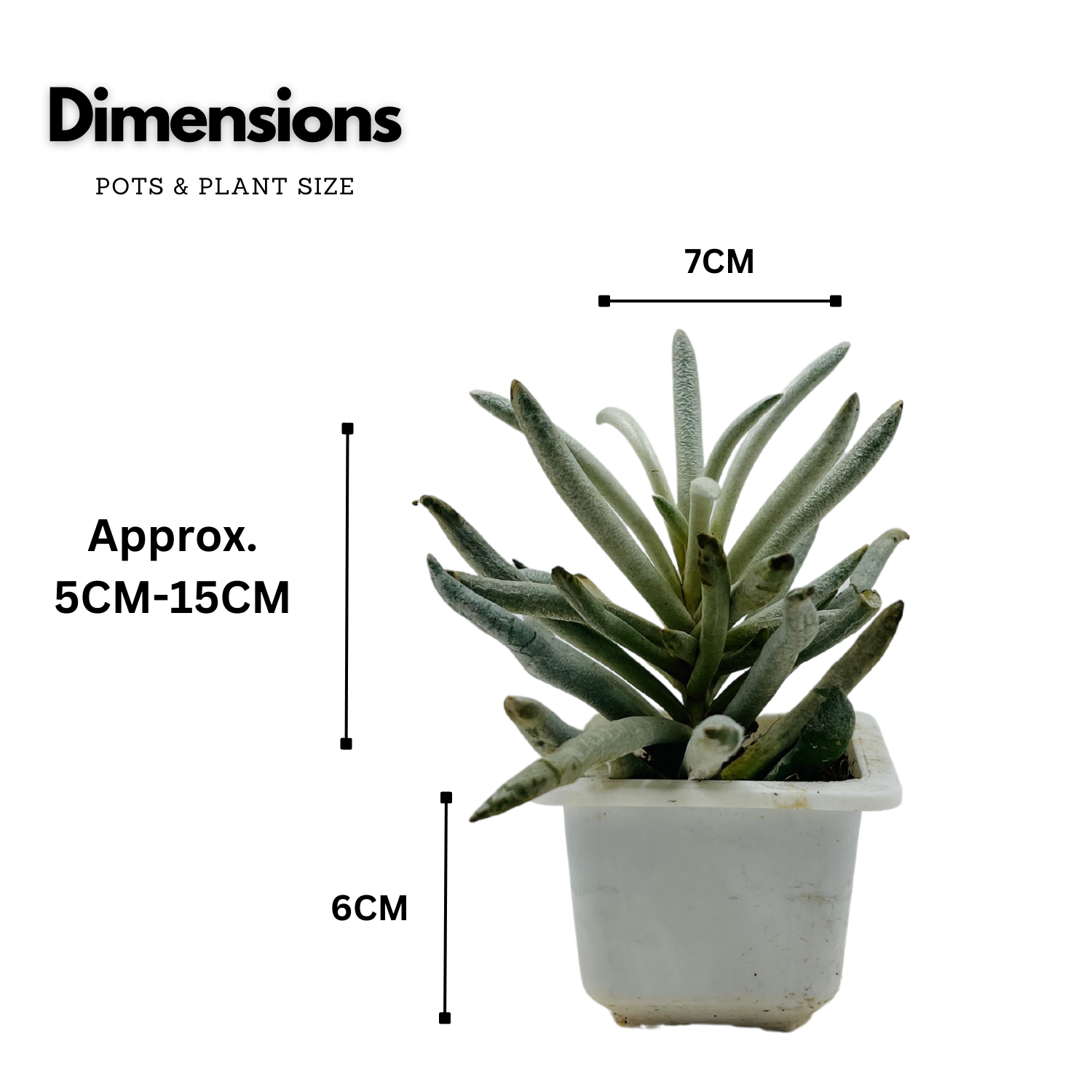Senecio Wooly | Senecio Scaposus - Live Plant (Home & Garden)