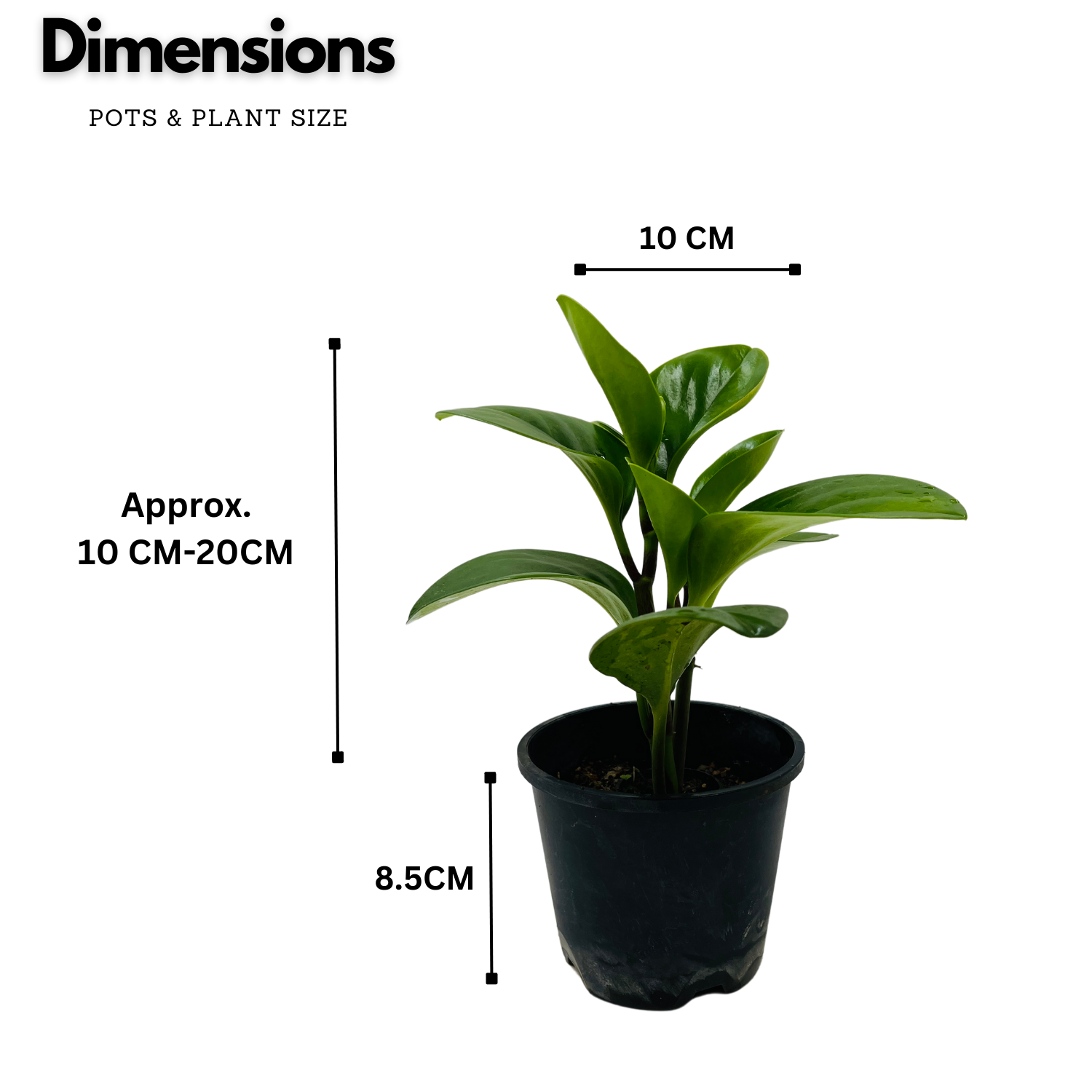 Peperomia Green / Baby Rubber  (Peperomia obtusifolia) - Live Plant For Indoor (Home & Garden)