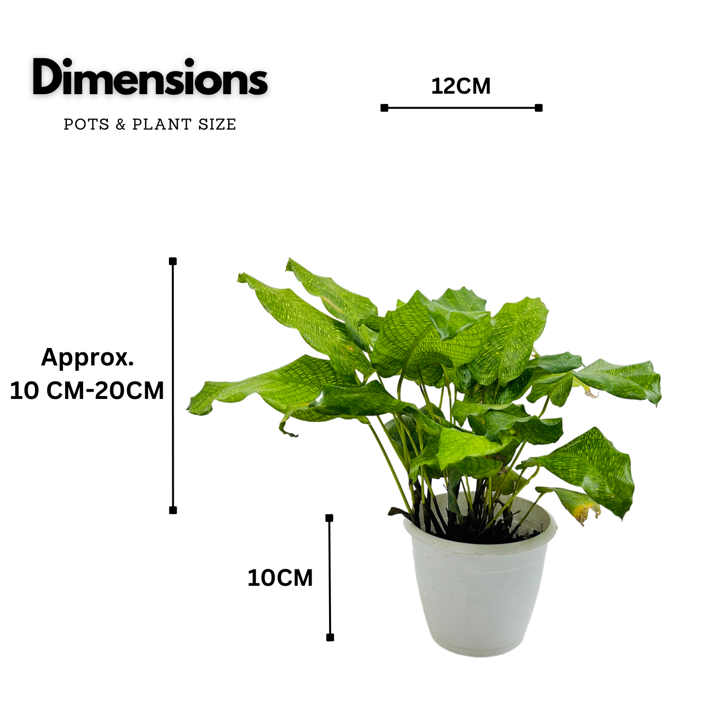 Calathea Musaica- Live Plant (Home & Graden)