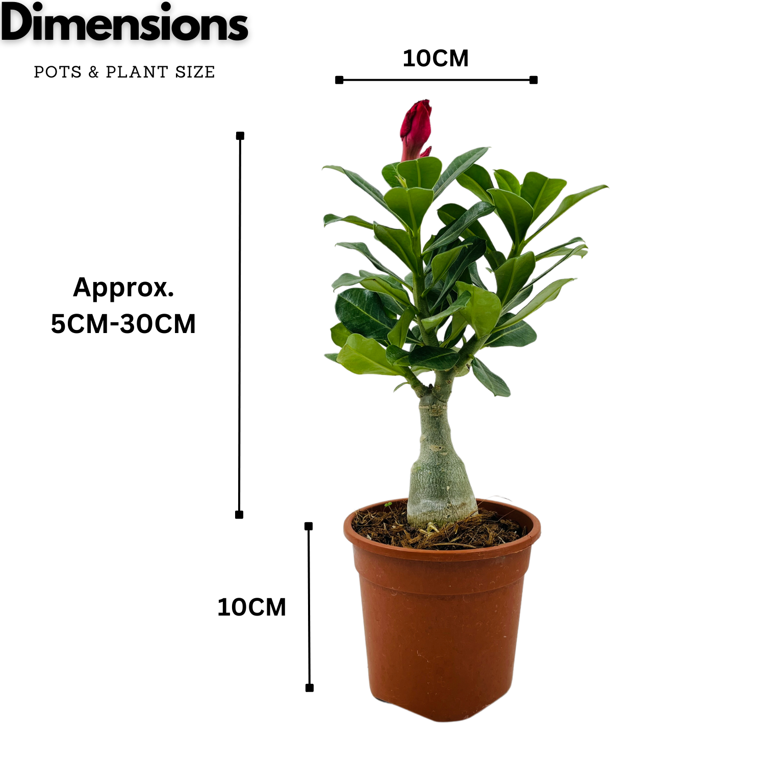 Adenium Plant | Desert Rose (Grafted, Any Color)- Live Plant (Home & Garden)