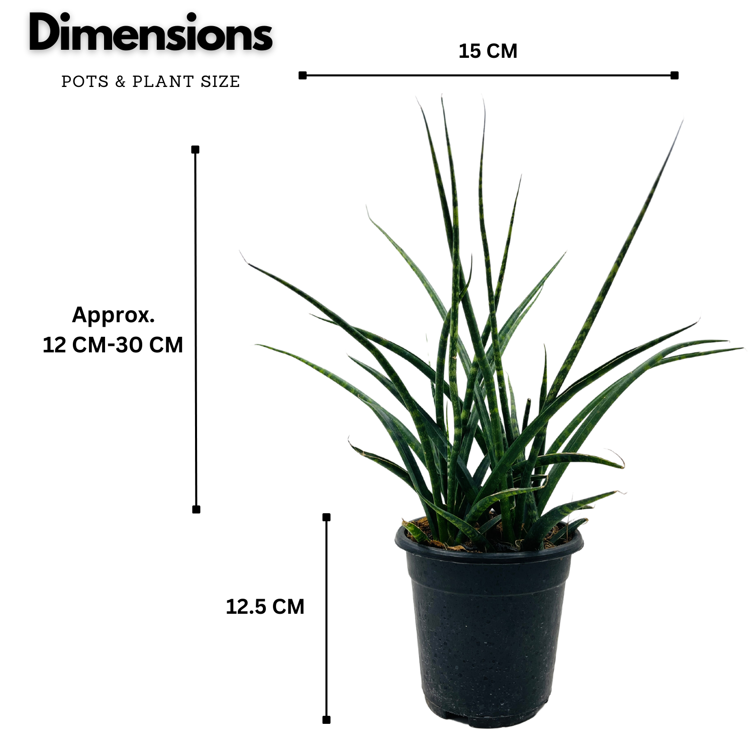 Mikado - Medium Size (Sansevieria bacularis) - Live Snake Plant For Indoor (Home & Garden)