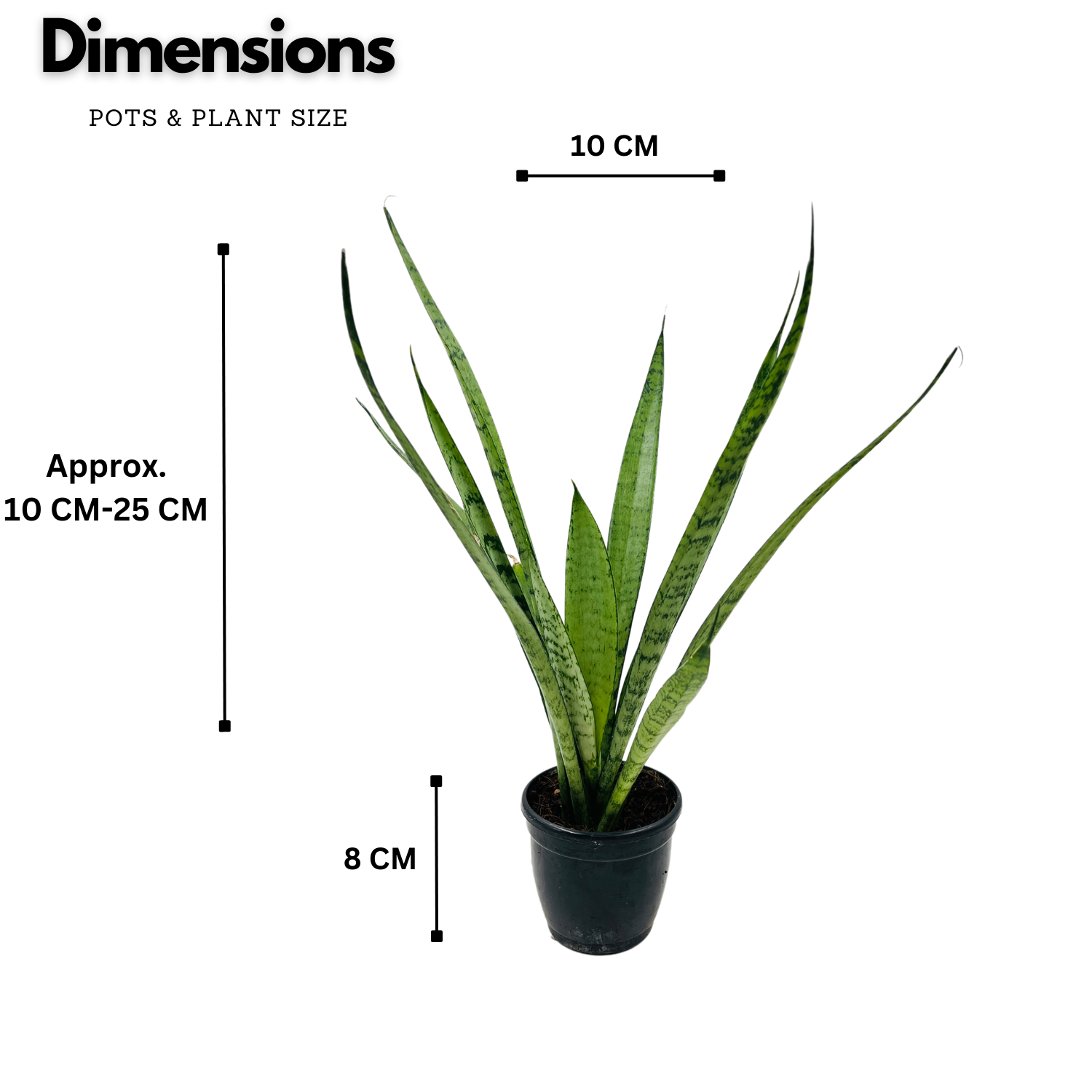 Sansevieria Silver Princess / Snake Plant (Sansevieria trifasciata)- Live Plant  (Home & Garden)