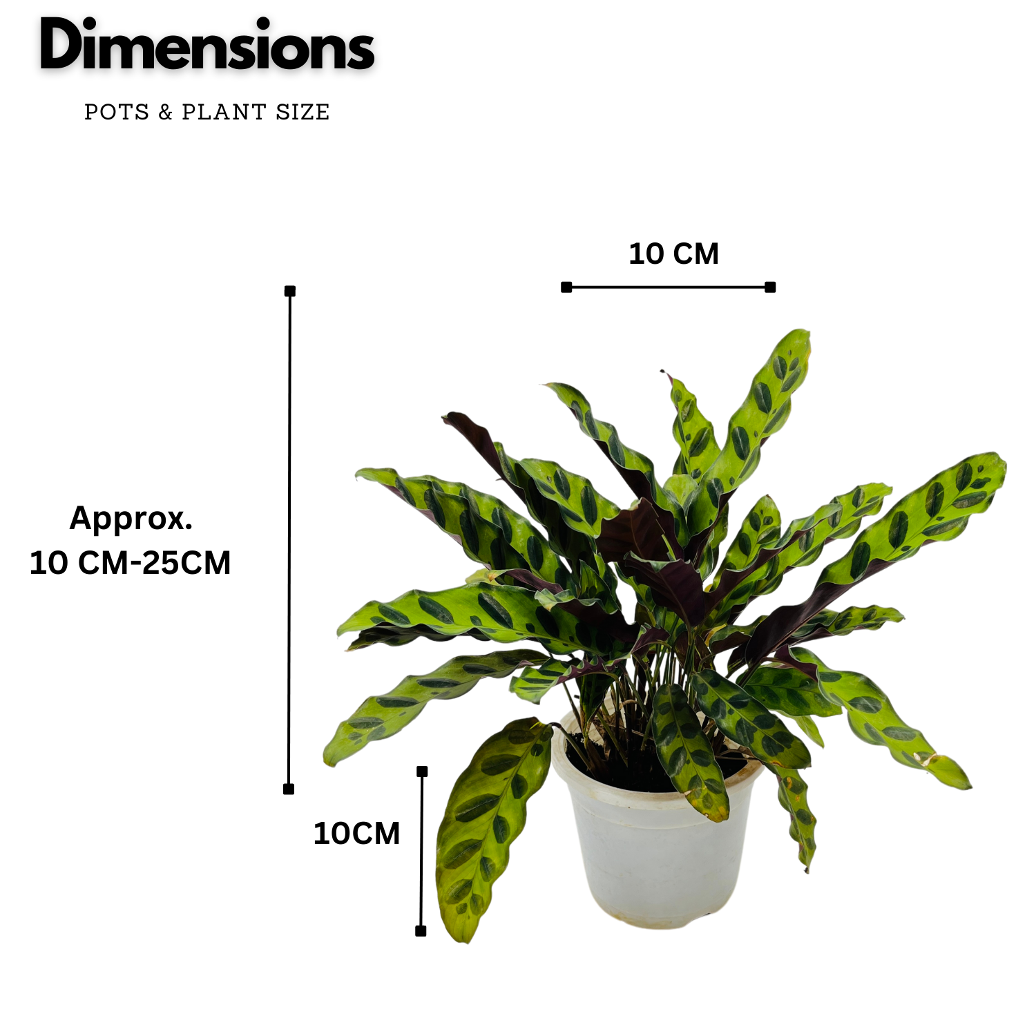 Calathea insignis (Goeppertia insignis) - Live Plant (Home & Graden)