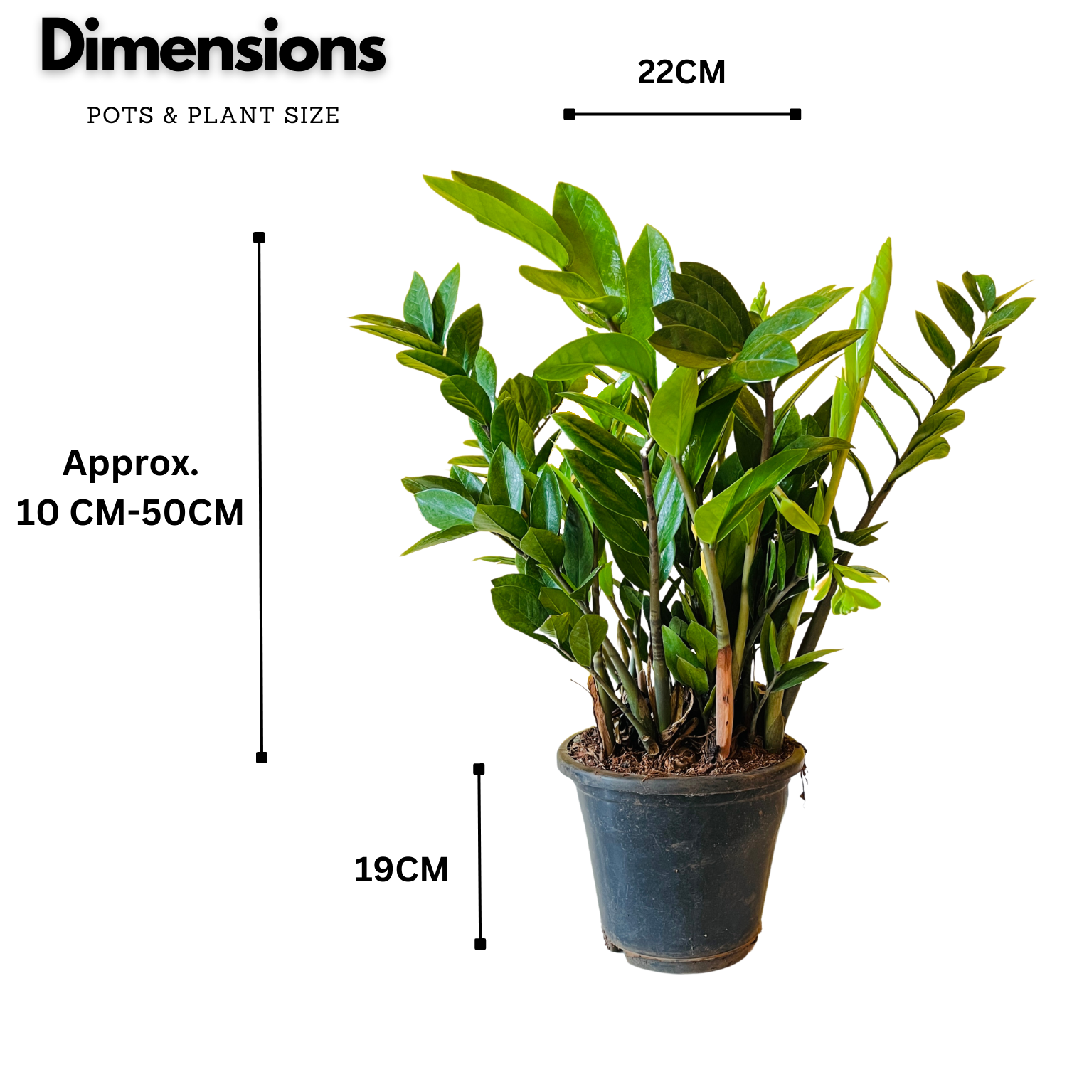 Big ZZ Plant Green (Zamioculcas zamiifolia) - Live Plant in 10 inch For Indoor (Home & Garden)