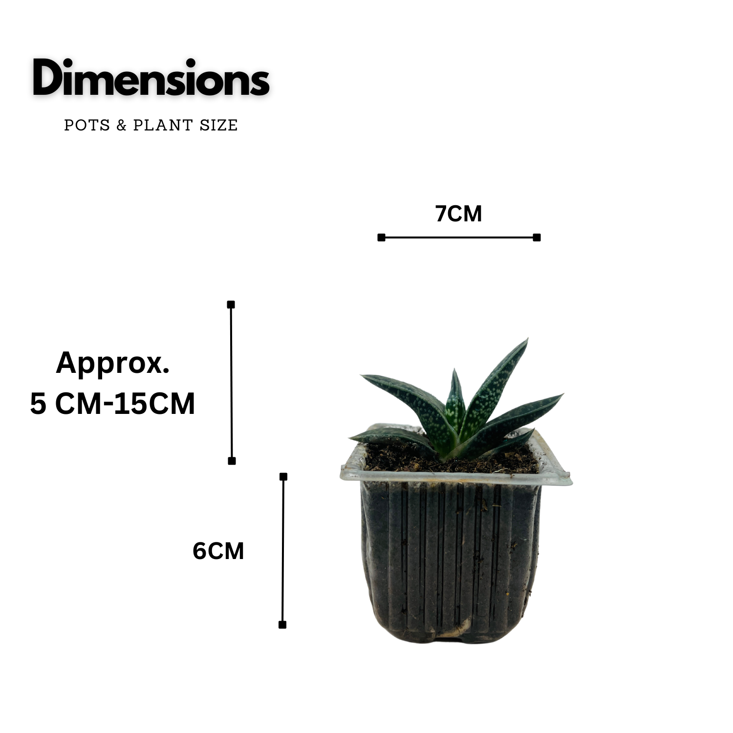 Gasteria Obliqua | Gasteria Bicolor Succulent Plant - Live Plant (Home & Garden)