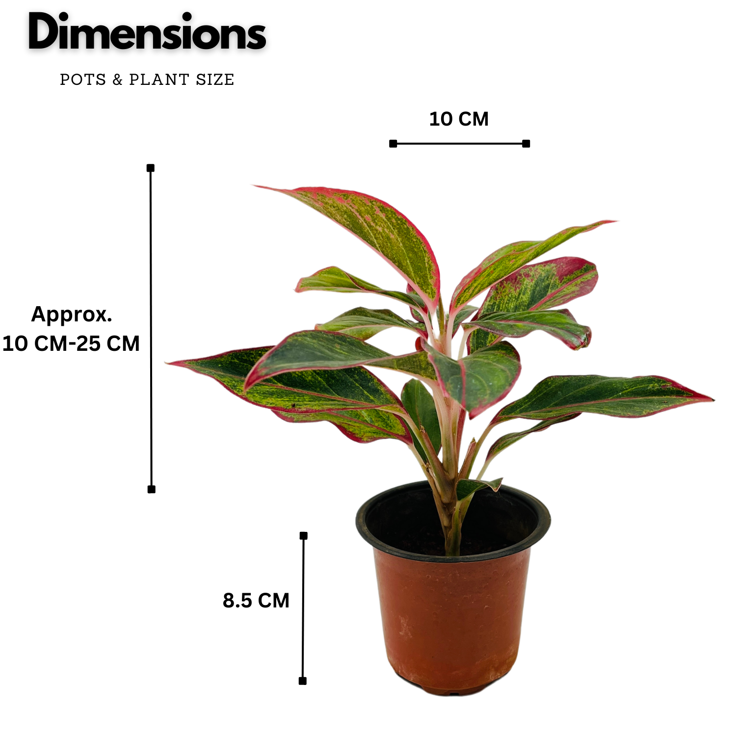 Aglaonema Red Lipstick (Aglaonema commutatum)- Live Plant  (Home & Garden)
