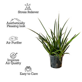 Big Sansevieria Mikado (Moto- Snake Plant Var.)- Live Plant For Indoor (Home & Garden)
