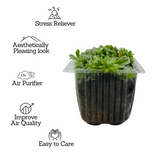 Sempervivum Arachnoideum ƒ??Cobweb house-leekƒ?�- Live Succulent Plant (Home & Garden)