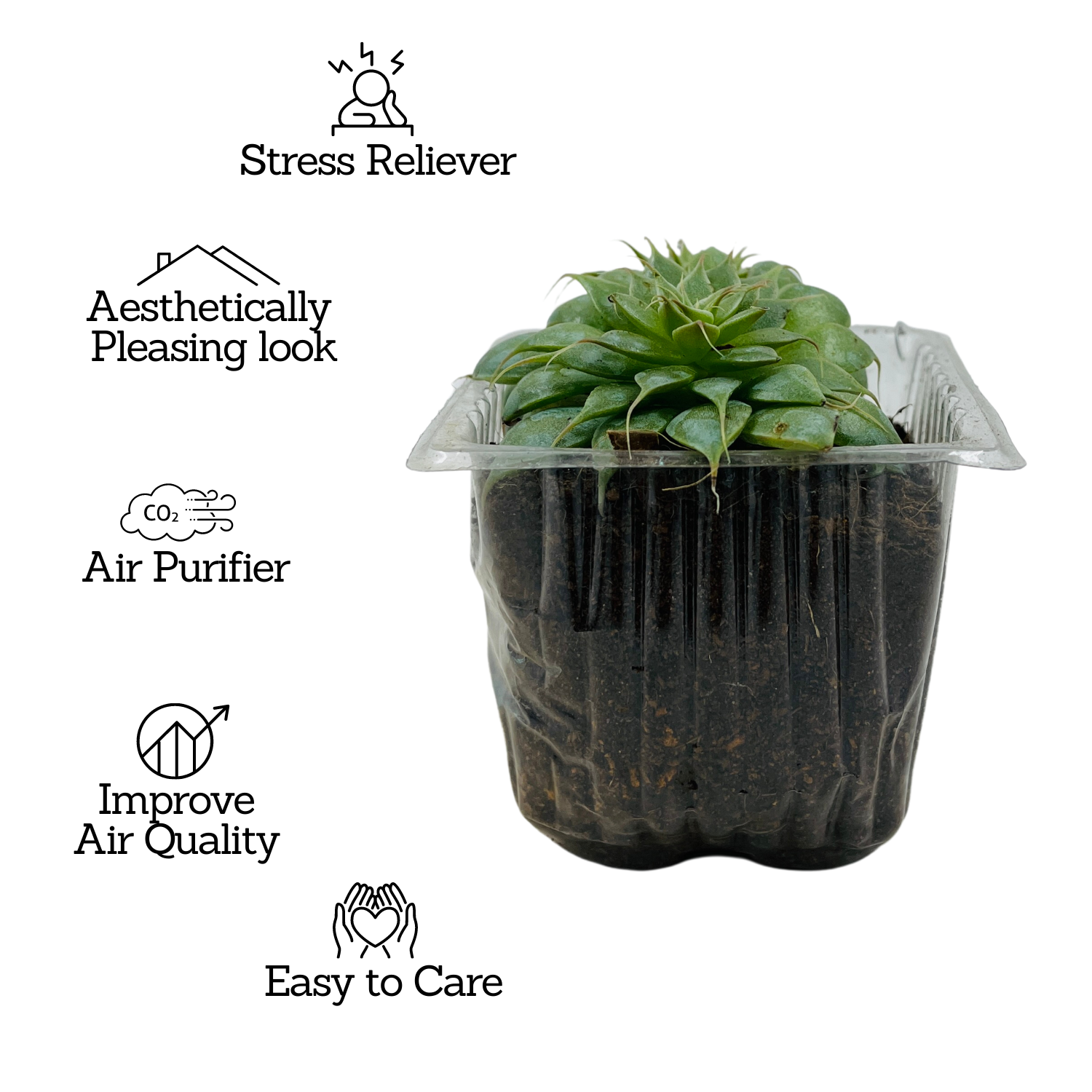 Graptopetalum Filiferum - Succulent Live Plant (Home & Garden)
