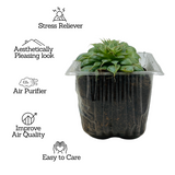 Graptopetalum Filiferum - Succulent Live Plant (Home & Garden)