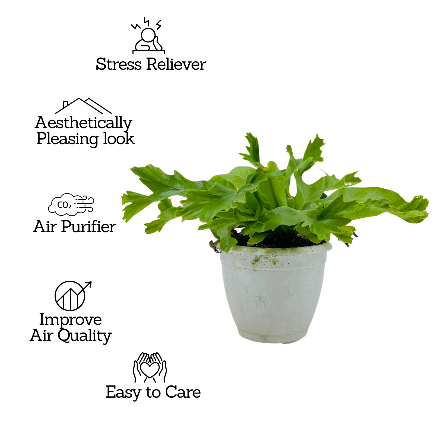 Asplenium Nidus Crissie Fern- Live Plant (Home & Garden)