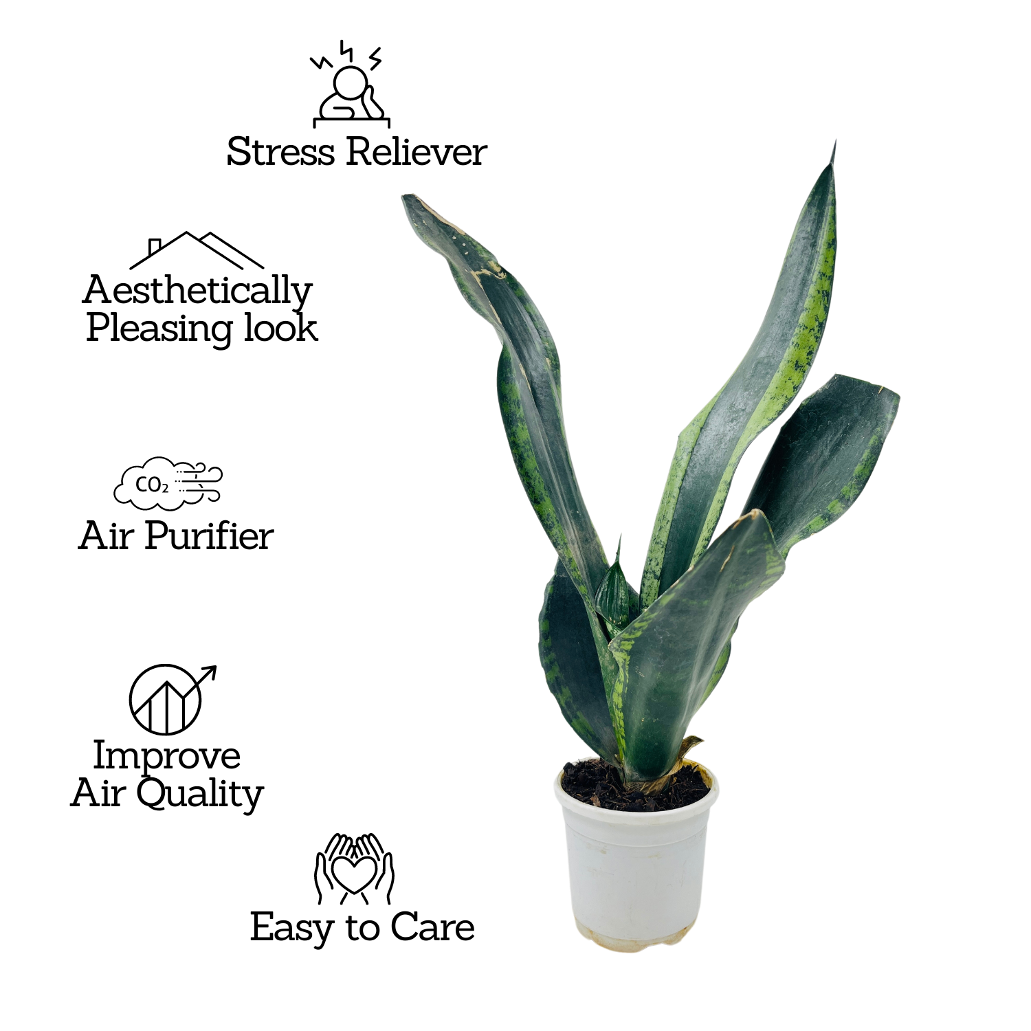 Sansevieria Trifasciata Whitney / Snake Plant (Sansevieria trifasciata)- Live Plant  (Home & Garden)