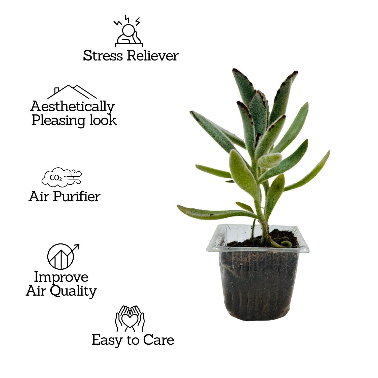 Kalanchoe Tomentosa | Chocolate Soldier | Panda Plant - Live Succulent Plant (Home & Garden)
