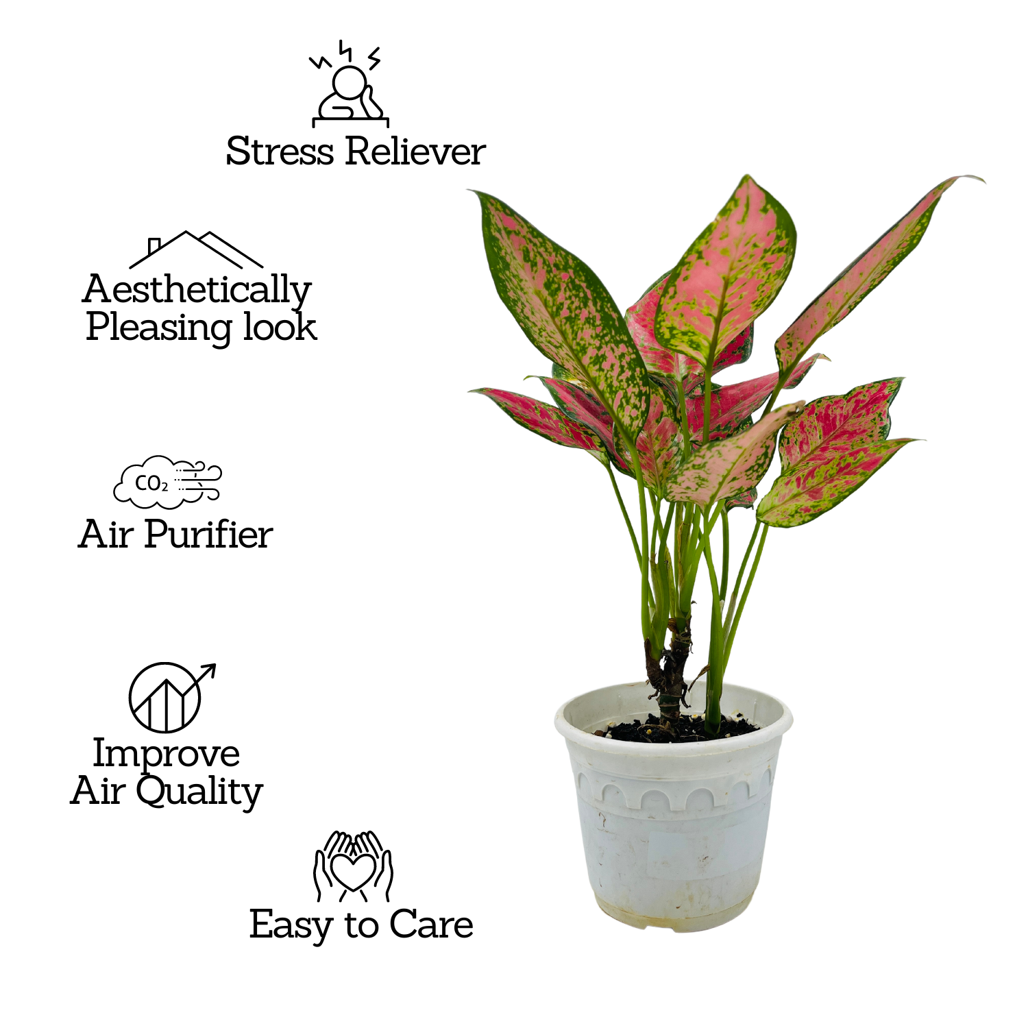 Aglaonema Anjuman Red- Live Plant (Home & Garden)