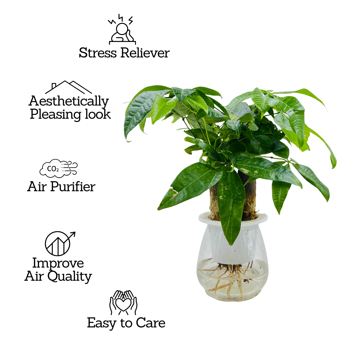 Pachira Money Plant Tree | Malabar Chestnut (Pachira aquatica)- Live Plant Selfwatering Pot (Home & Garden)