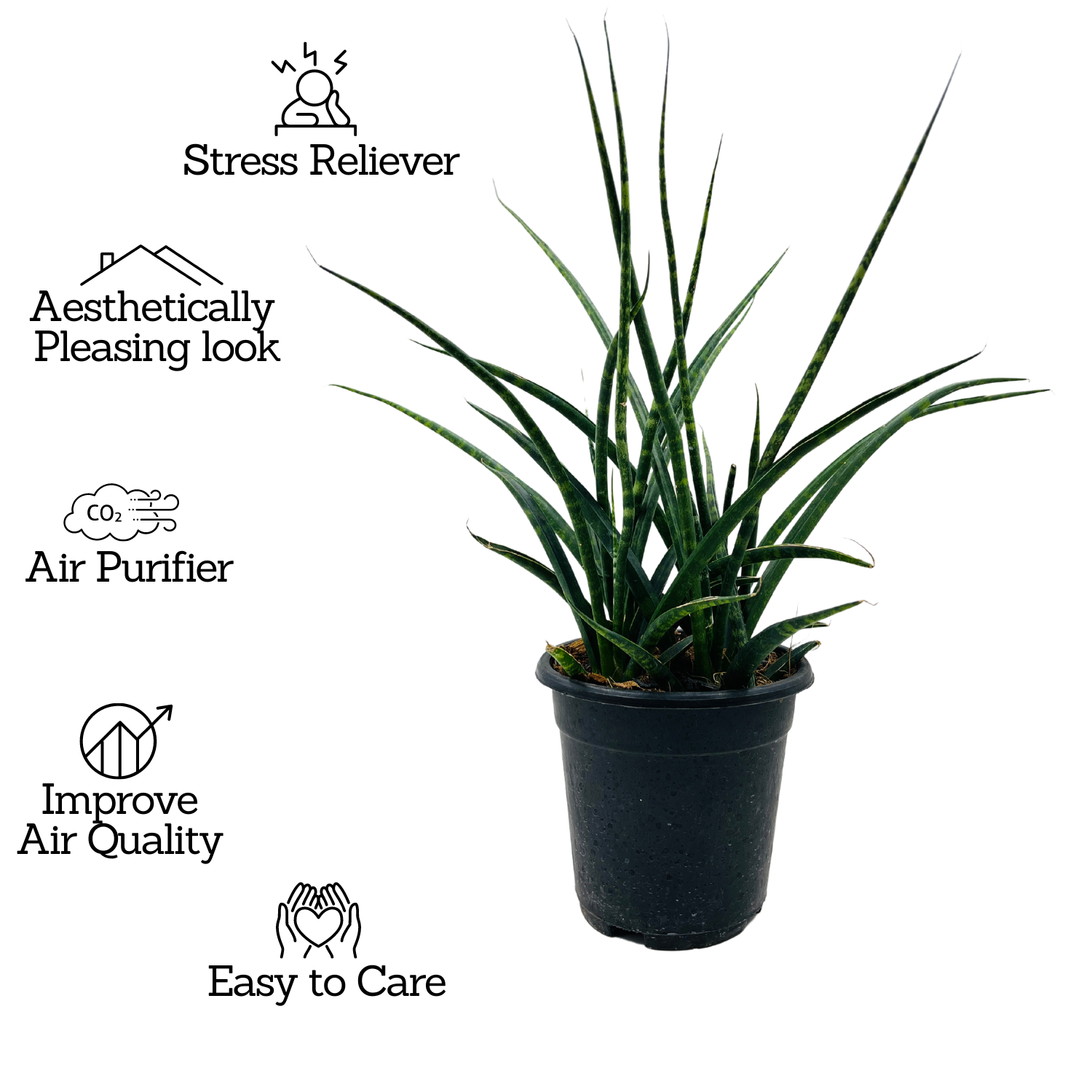 Mikado - Medium Size (Sansevieria bacularis) - Live Snake Plant For Indoor (Home & Garden)