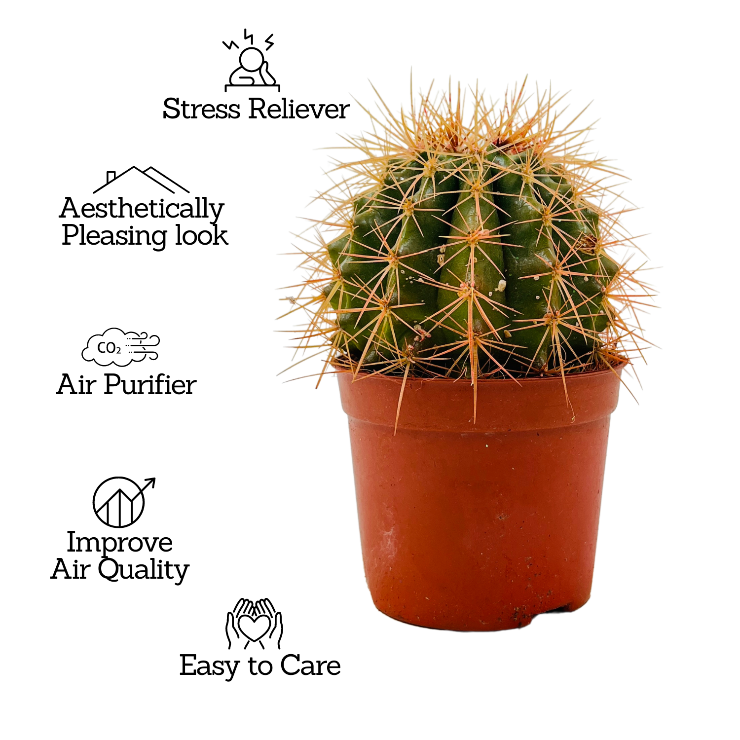 Ball Cactus Orange (echinocactus grusonii) - Live Plant (Home & Graden)