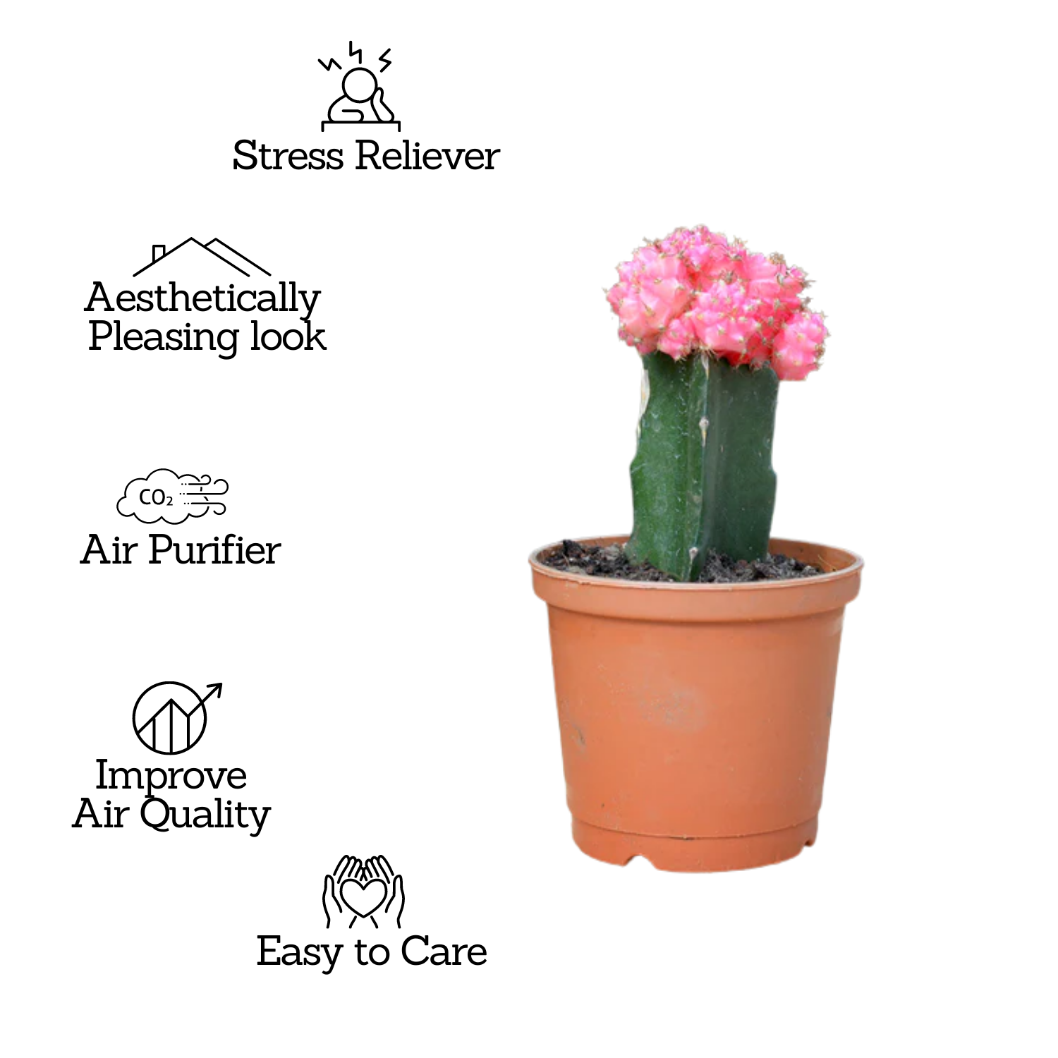 Moon Cactus Pink (Gymnocalycium mihanovichii)- Live Plant (Home & Garden)