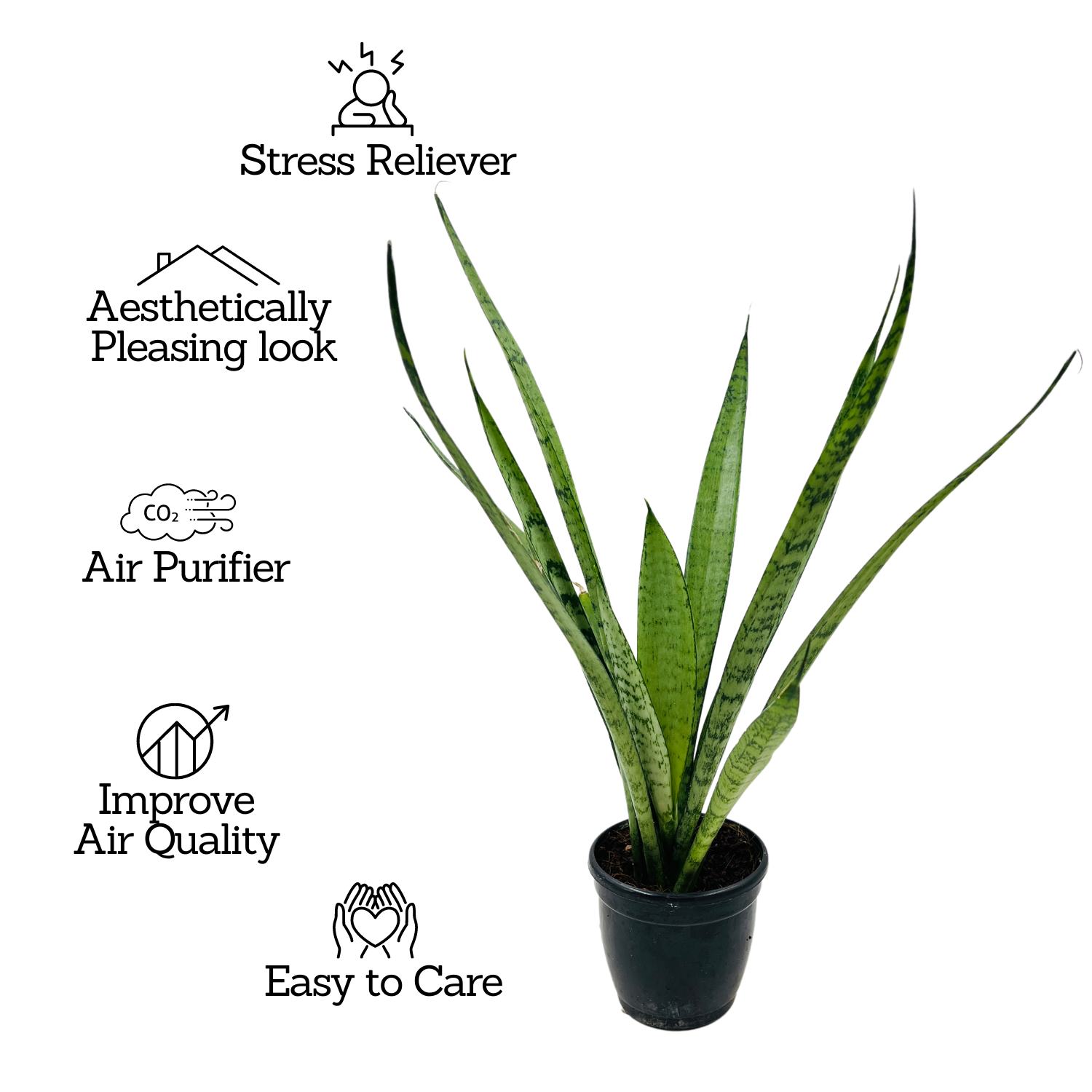 Sansevieria Silver Princess / Snake Plant (Sansevieria trifasciata)- Live Plant  (Home & Garden)
