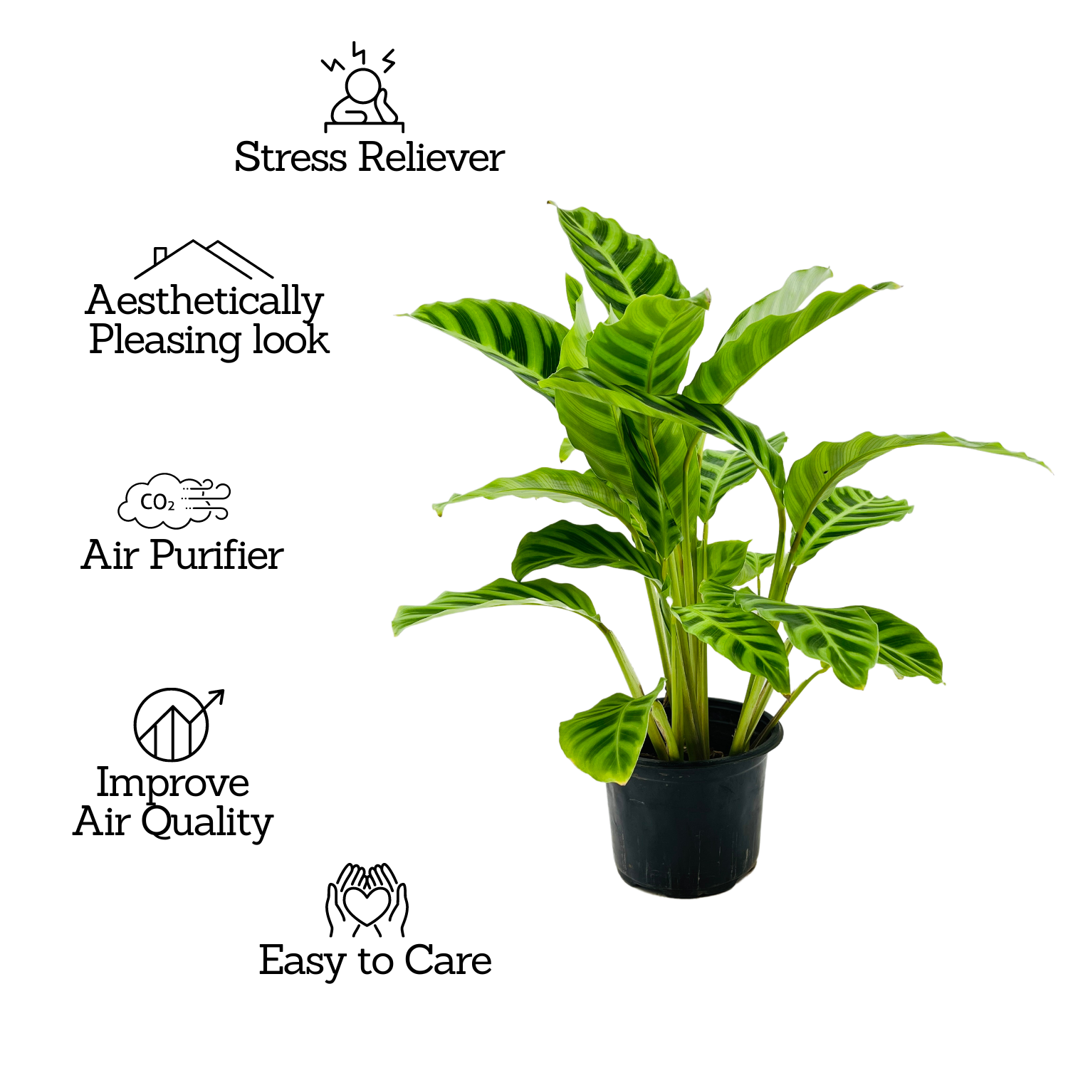 Calathea Zebrina / Zebra Plant - Live Plant (Home & Graden)