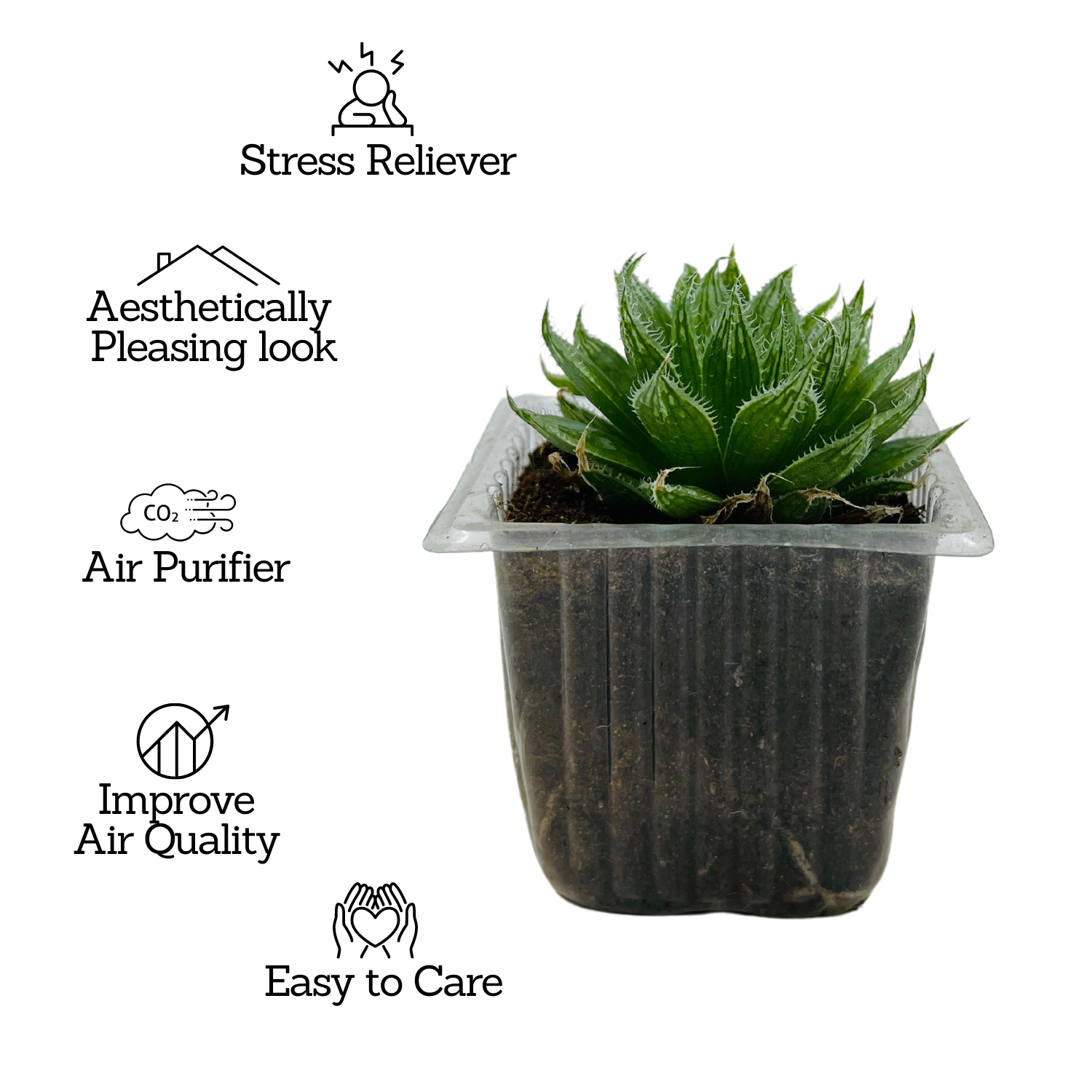 Haworthia Mucronata- Live Succulent Plant (Home & Garden)