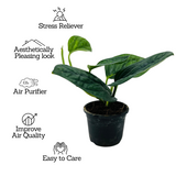 Monstera Peru (Monstera karstenianum)- Live Plant in 8.5cm Pot (Home & Garden)
