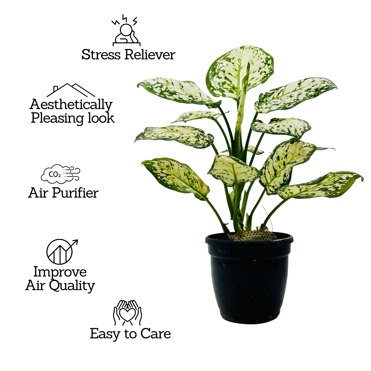 Aglaonema Super White - Live Plant  (Home & Garden)