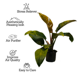 Philodendron Red Congo - Live Plant (Home & Graden)