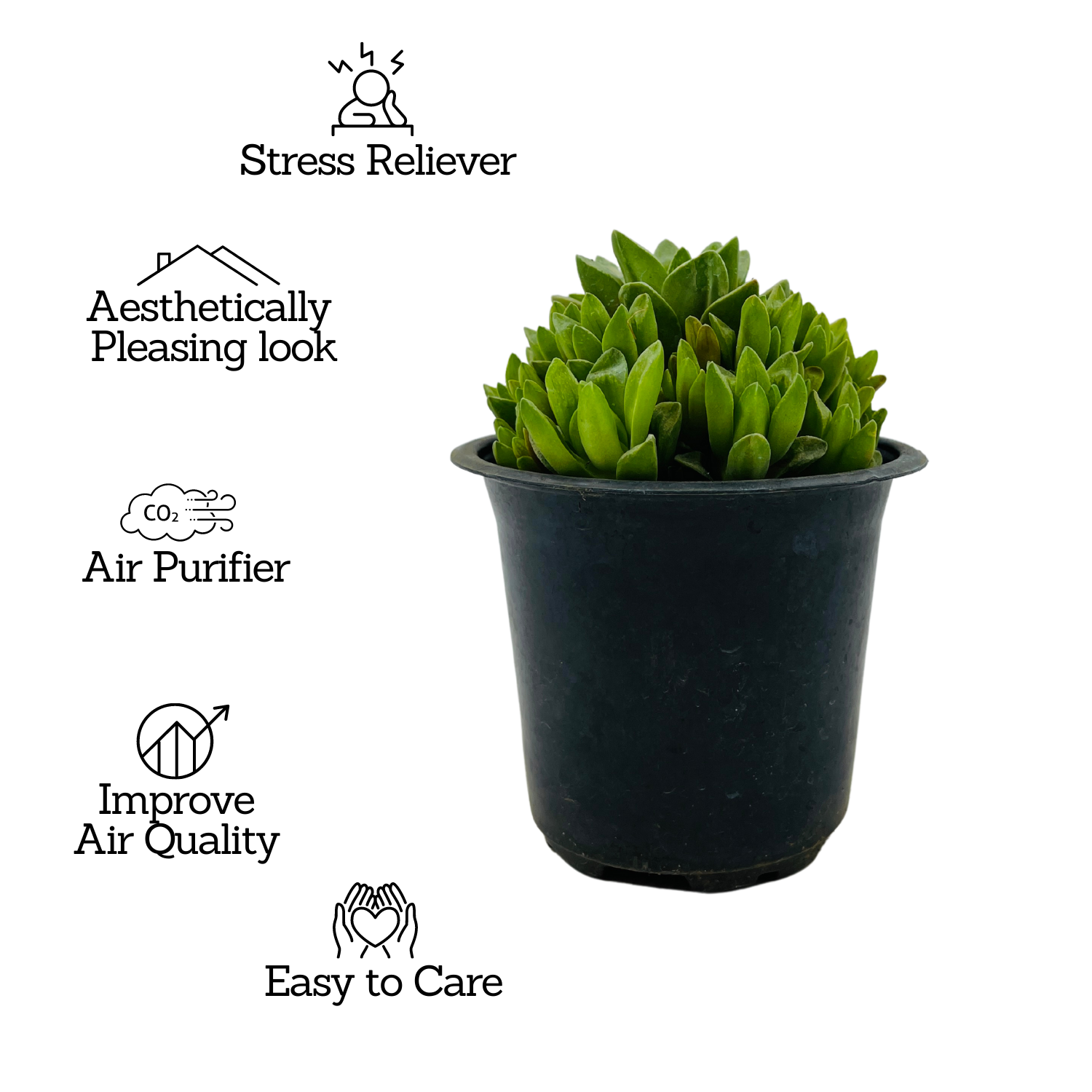 Haworthia Cymbiformis (Big) Plant- Live Succulent Plant (Home & Garden)