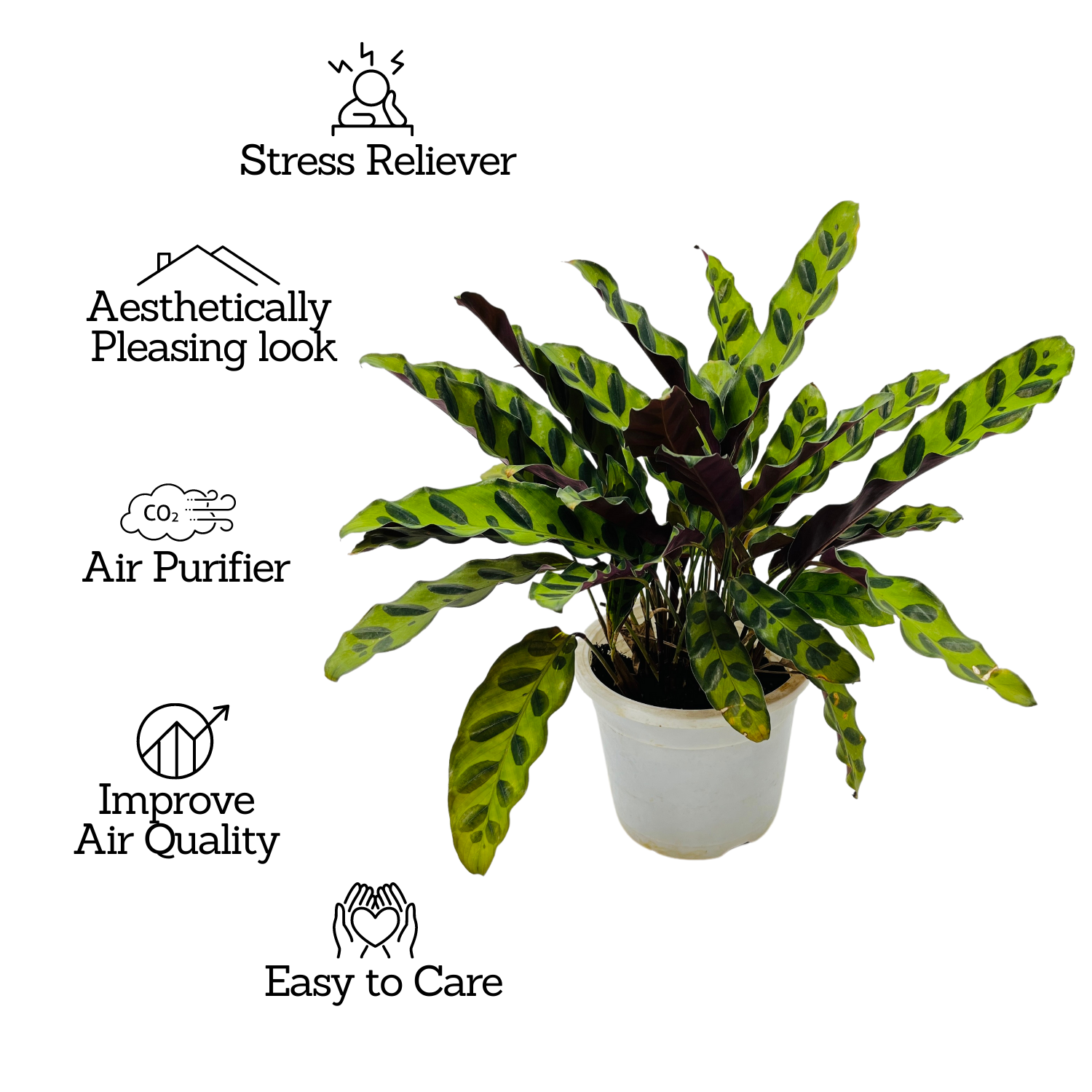 Calathea insignis (Goeppertia insignis) - Live Plant (Home & Graden)
