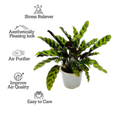 Calathea insignis (Goeppertia insignis) - Live Plant (Home & Graden)