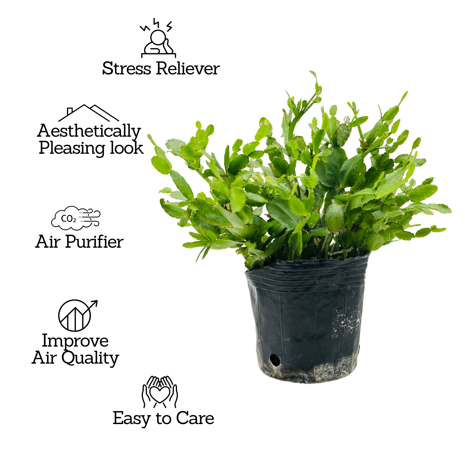 Christmas Cactus / Crab Cactus / Holiday Cactus (Schlumbergera) - Live Plant For Indoor (Home & Garden)