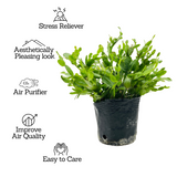 Christmas Cactus / Crab Cactus / Holiday Cactus (Schlumbergera) - Live Plant For Indoor (Home & Garden)
