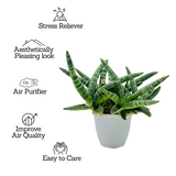 Sanseveria Boncel / Starfish Plant ( Sansevieria cylindrica)- Live Plant  (Home & Garden)