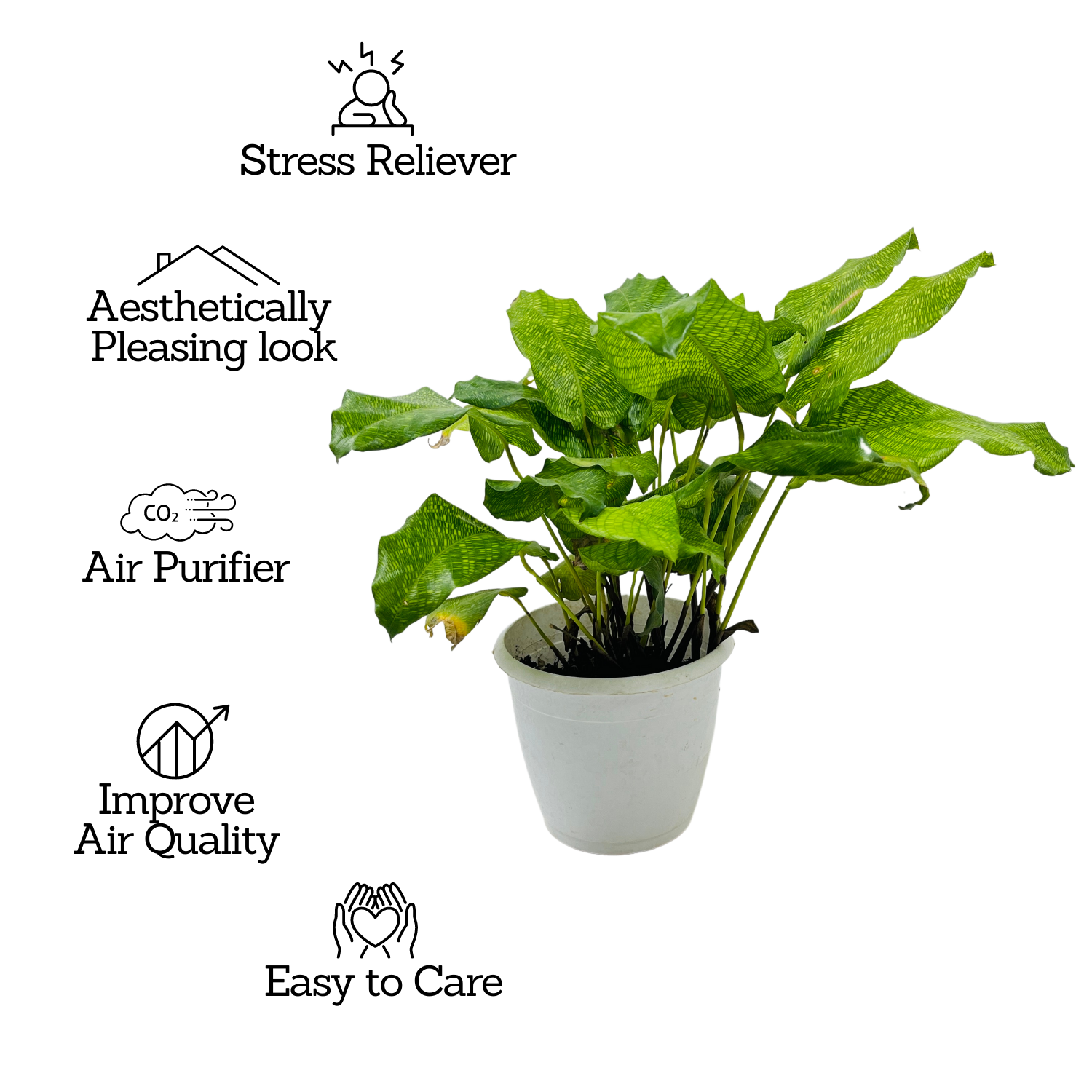 Calathea Musaica- Live Plant (Home & Graden)