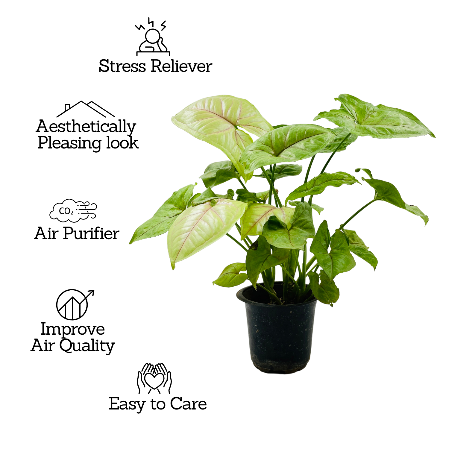 Syngonium Lemon (Syngonium Podophyllum) - Live Plant (Home & Graden)