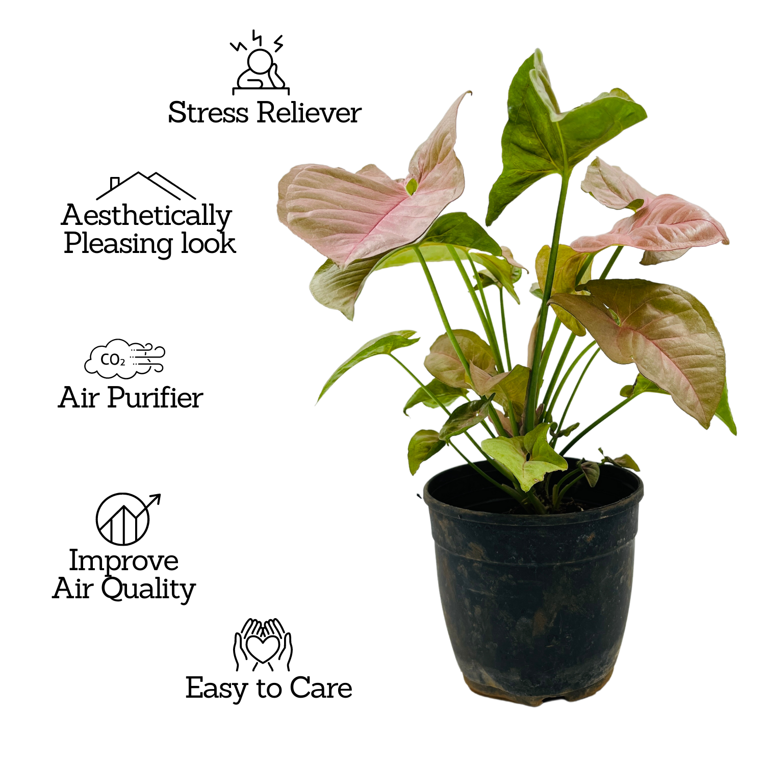 Syngonium Pink (Syngonium Podophyllum) - Live Plant (Home & Graden)