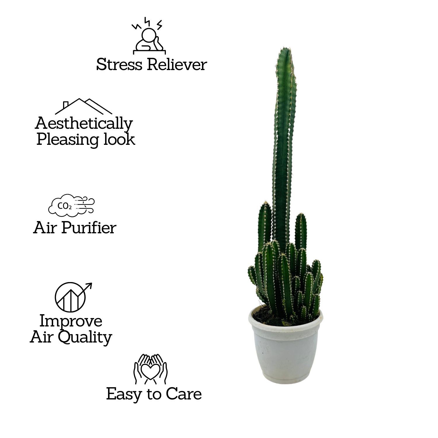 Cereus Peruvians "Florida" / Long Cactus - Live Cactus Plant In Pot (Home & Garden)