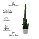 Cereus Peruvians "Florida" / Long Cactus - Live Cactus Plant In Pot (Home & Garden)