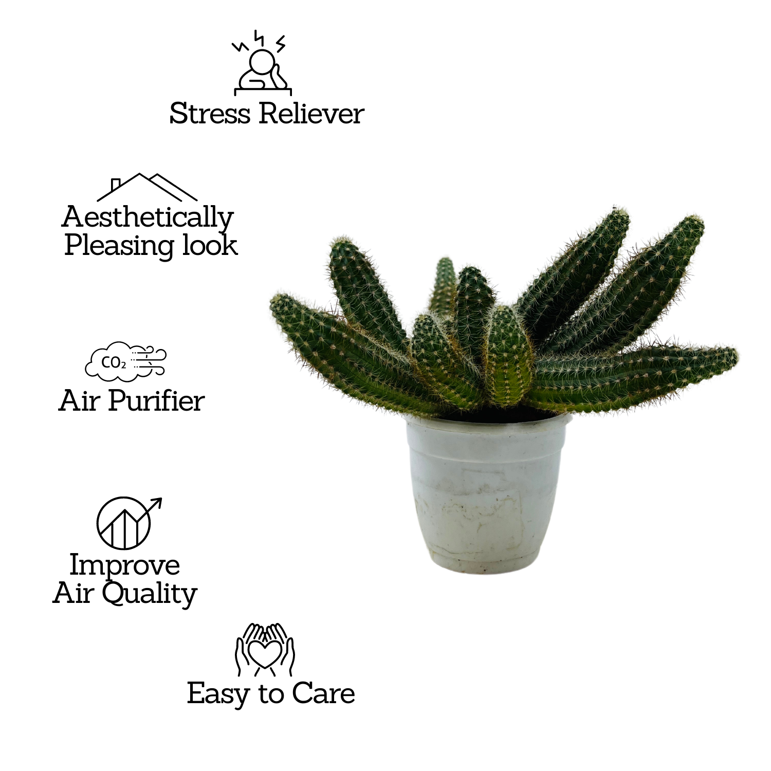 Peanut Cactus / Echinopsis chamaecereus - Live Cactus Plant In Pot (Home & Garden)