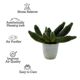 Peanut Cactus / Echinopsis chamaecereus - Live Cactus Plant In Pot (Home & Garden)