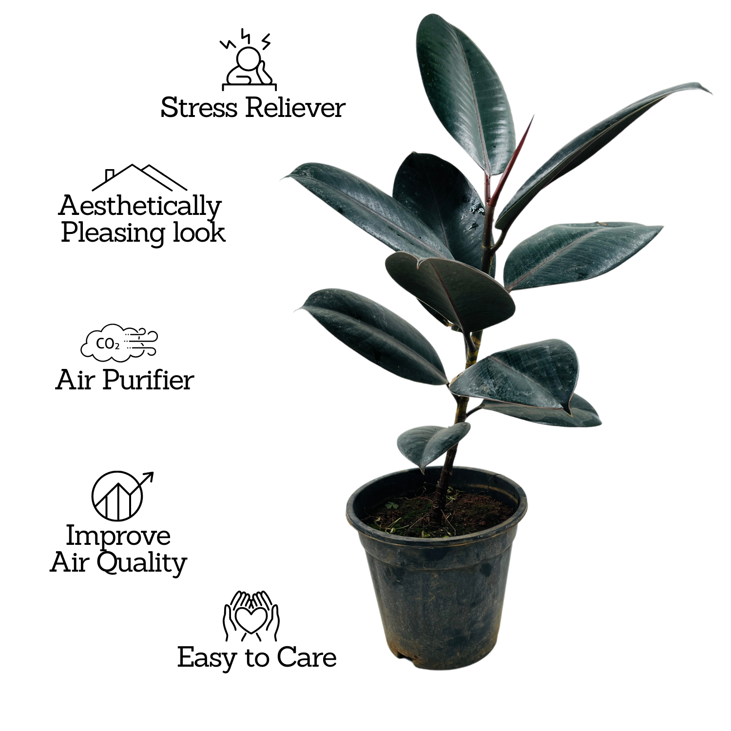 Rubber Tree, Rubber Plant, Ficus elastica (Black Prince, Burgundy)- Live Plant  (Home & Garden)