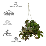 Philodendron Micans Oxycardium Plant With Hanging Pot