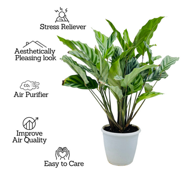 calathea freddie care Calathea Freddie / Peacock Plant- Live Plant (Home & Graden) – Hug A Plant