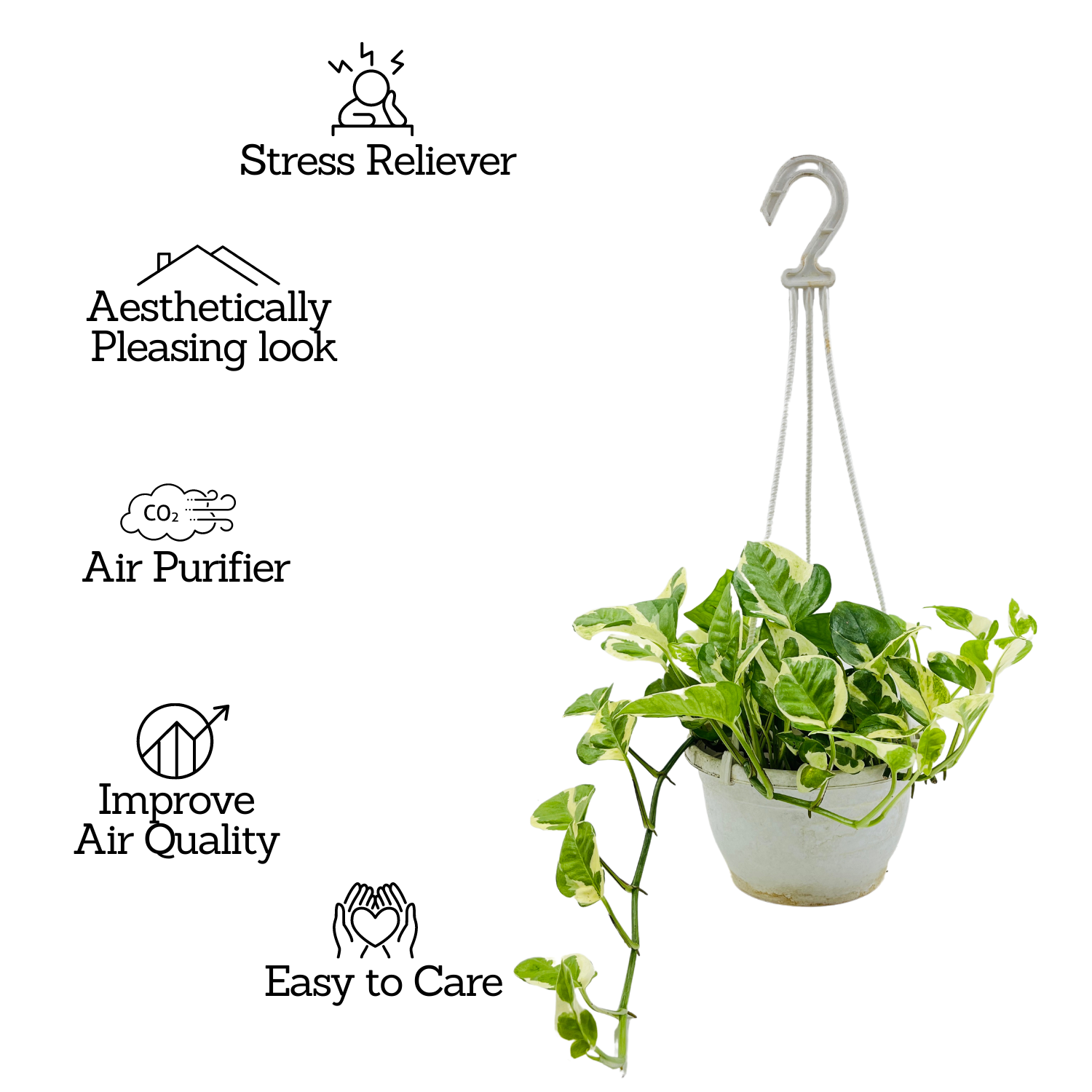 Money plant Scindapsus N' joy Pothos Hanging With Pot