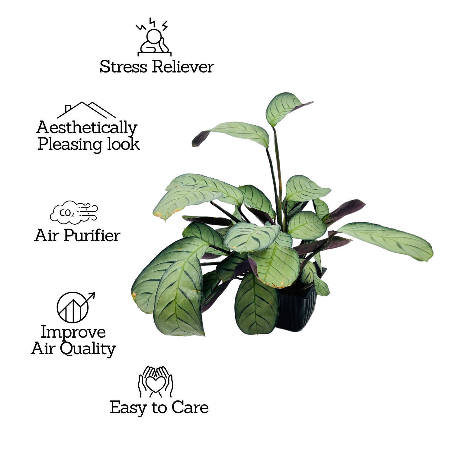Calathea Amagris- Live Plant (Home & Graden)