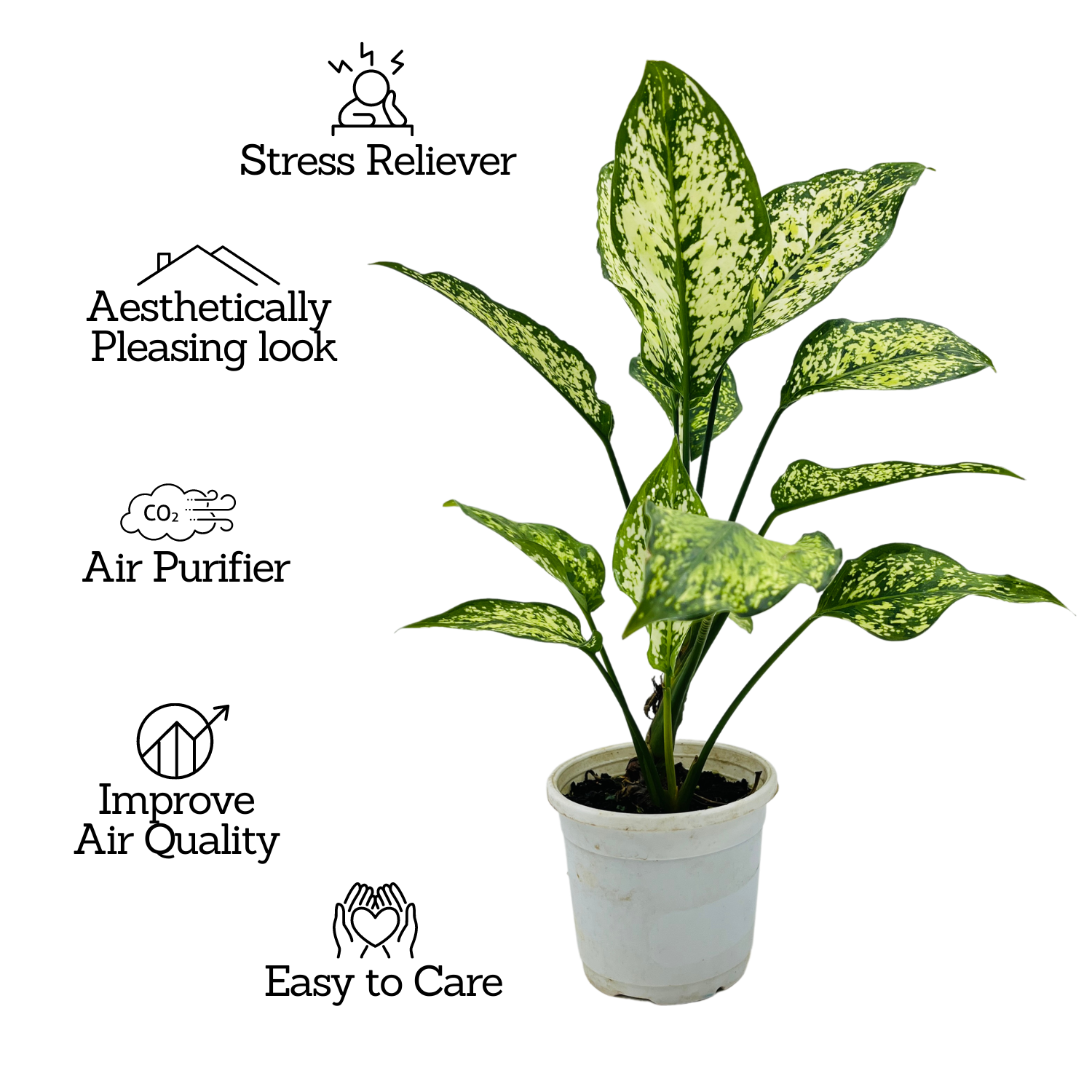 Aglaonema Snow White (Aglaonema Costatum)- Live Plant  (Home & Garden)