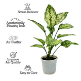 Aglaonema Snow White (Aglaonema Costatum)- Live Plant  (Home & Garden)