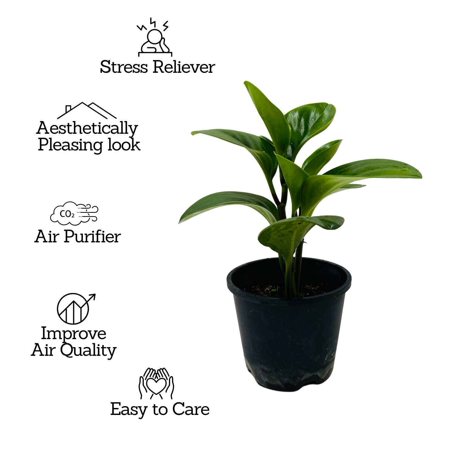 Peperomia Green / Baby Rubber  (Peperomia obtusifolia) - Live Plant For Indoor (Home & Garden)