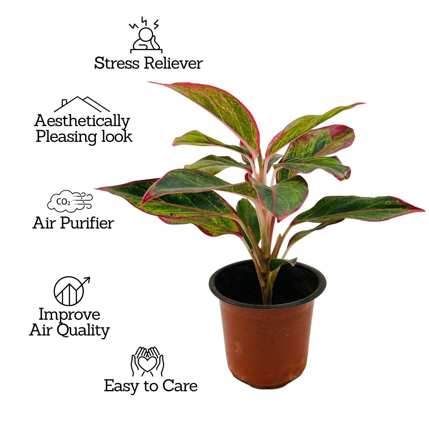 Aglaonema Red Lipstick (Aglaonema commutatum)- Live Plant  (Home & Garden)